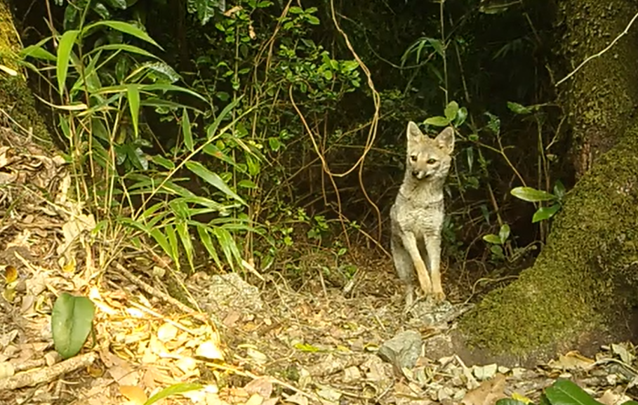 Zorro Chilla en la Reserva Nacional Mocho Choshuenco